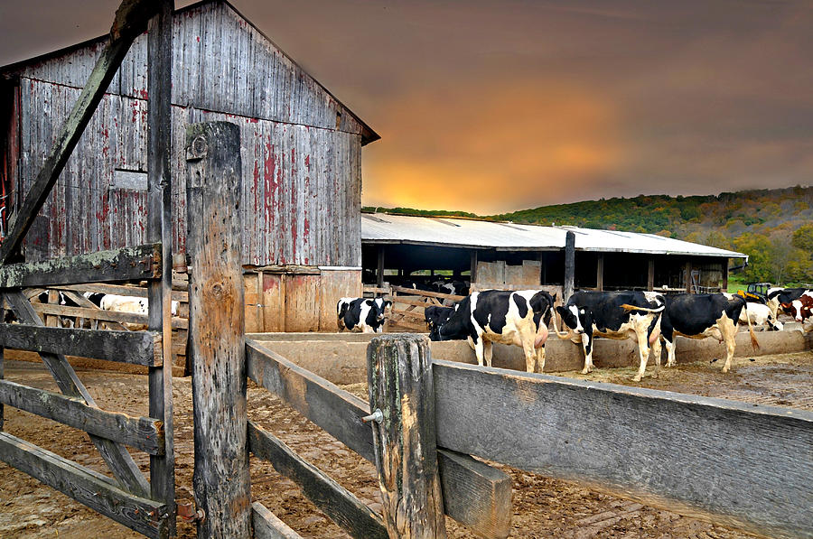 Cattle Barn Photograph by Diana Angstadt