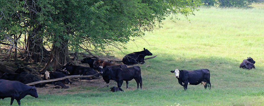 Cattle Photograph by Barry Jones