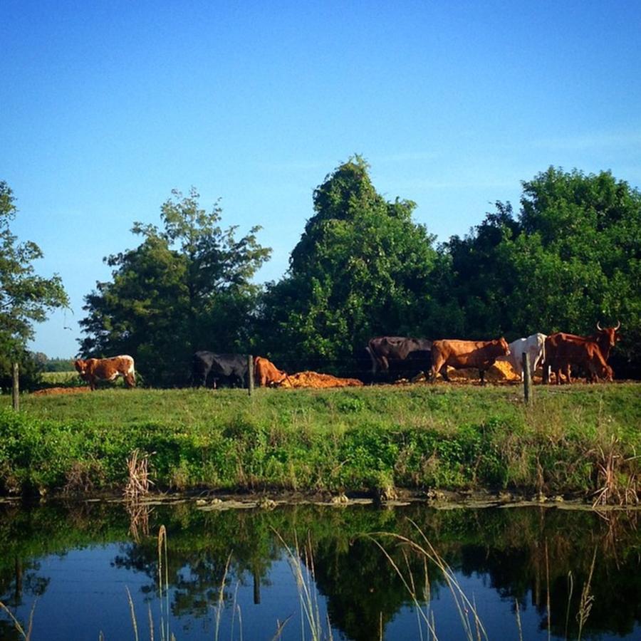 Cattle By Canal, Hialeah, Fl Photograph by Juan Silva