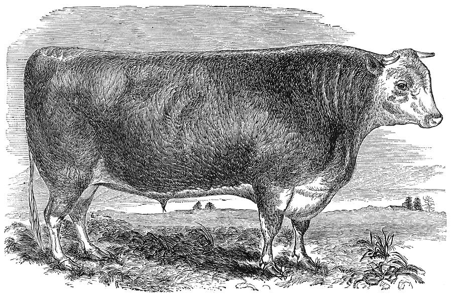 CATTLE, c1880 Photograph by Granger