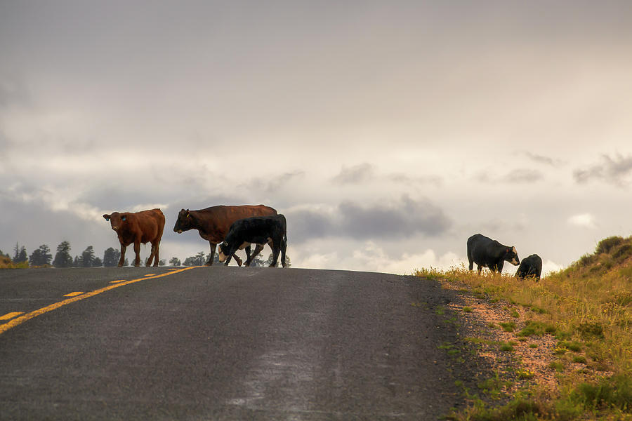 Cattle Crossing 0700 Photograph