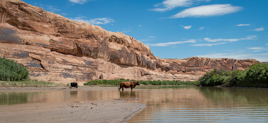 Cattle Crossing #1 Photograph by Matthew Lit