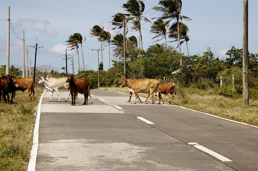 Cattle crossing.  Photograph by Christopher Rowlands
