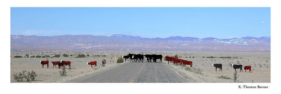Cattle Crossing Photograph by R Thomas Berner