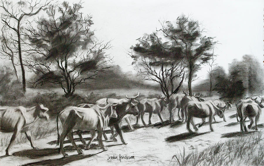 Cattle Drive in Casanare Drawing by Jordan Henderson