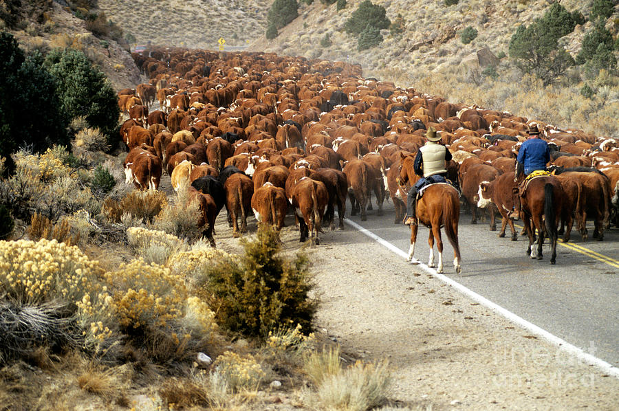 Cattle Drive Photograph by Inga Spence