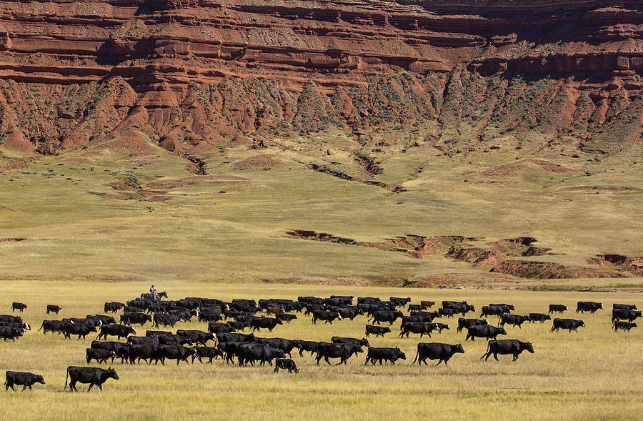 Wyoming Cattle Print