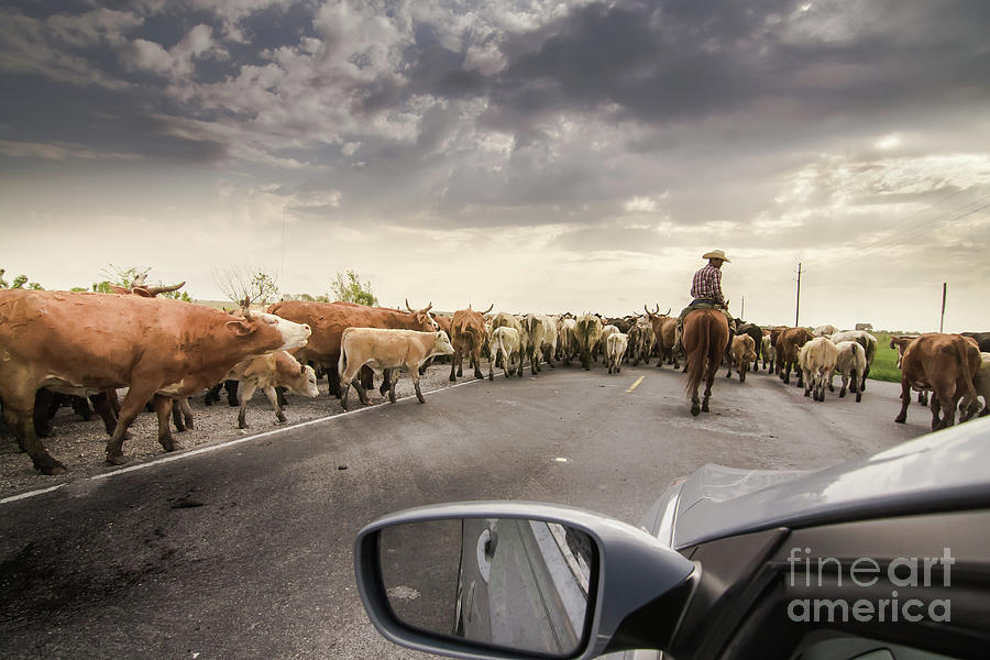 Cattle Drive Photograph