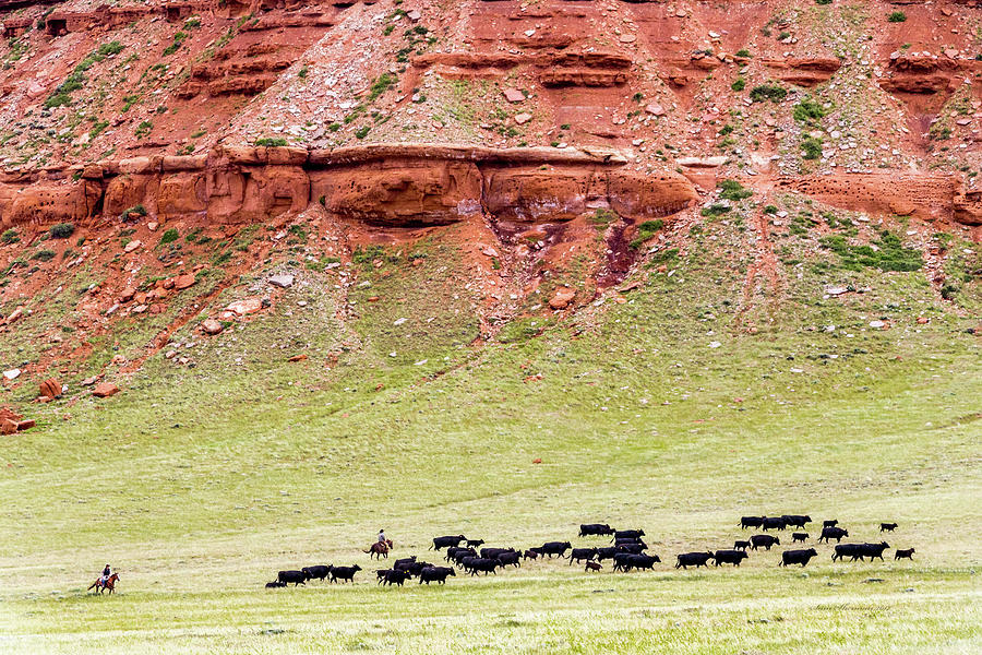 Cattle Drive Photograph by Sam Sherman