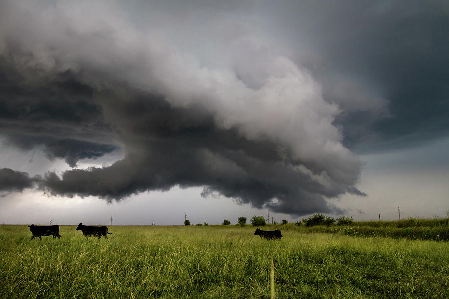 Cattle Drive Cows Run Away From Storm in Kansas Photograph by