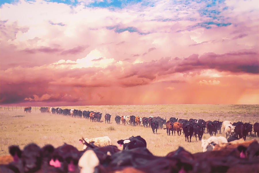 Cattle Drive Photograph by Stacy Burk Pixels