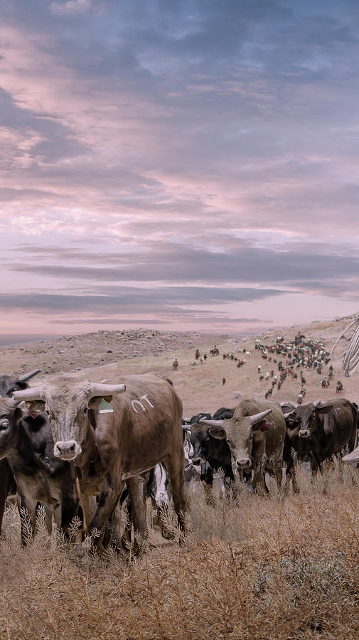 Cattle Drive Triptych 2 Digital Art by Rick Mosher
