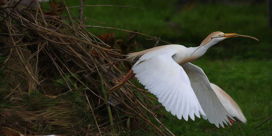 Cattle Egret Begins Flight With Nest Materials - Digitalart Photograph