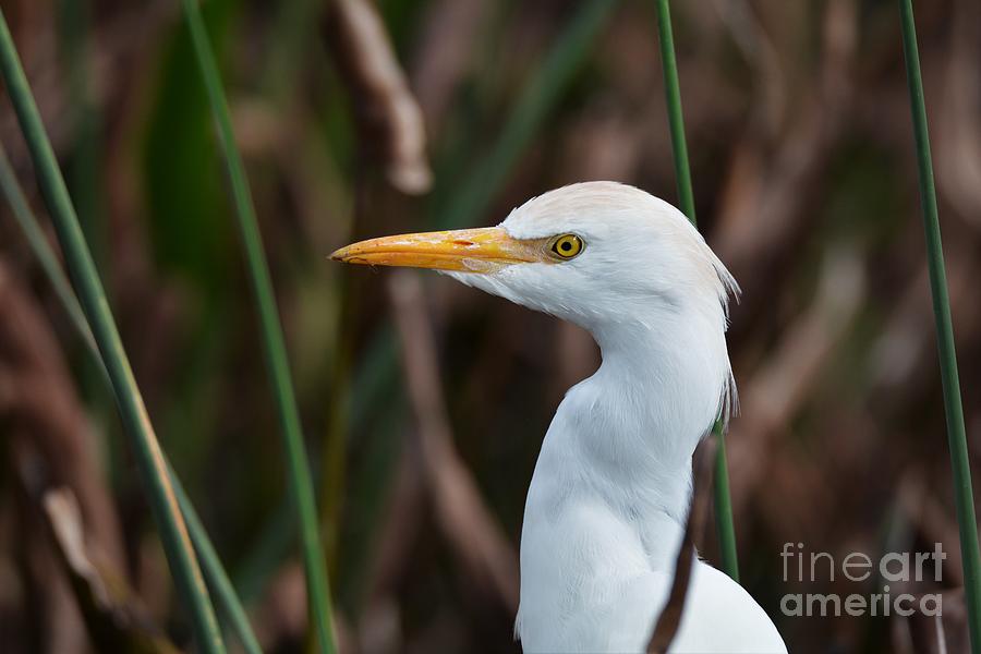 Cattle Egret Hunting Photograph by Julie Adair