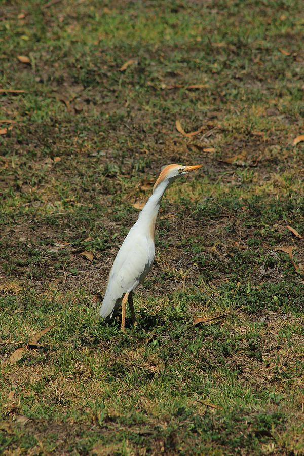 Cattle Egret in a Pasture on a Farm Photograph by Robert Hamm