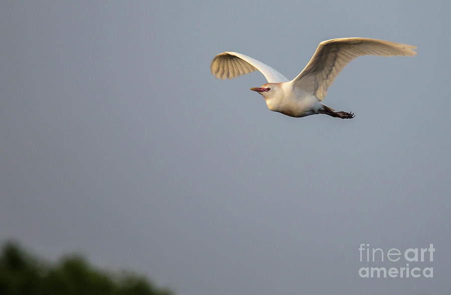 Cattle egret in flight Photograph by Rodney Cammauf