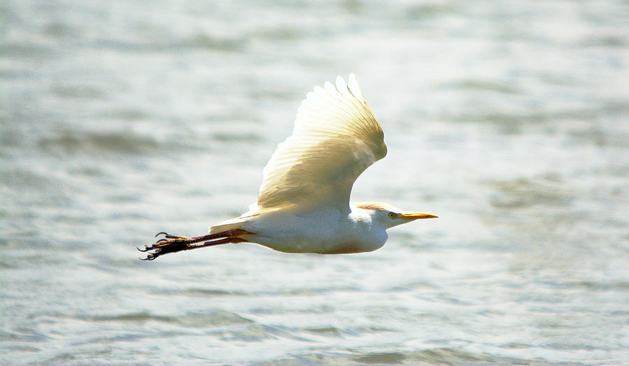 Cattle Egret In Flight Photograph By Roy Williams Fine Art America   Cattle Egret In Flight Roy Williams 