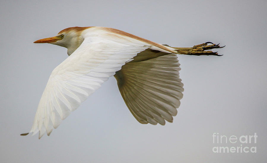 Cattle Egret in Flight Photograph by Tom Claud