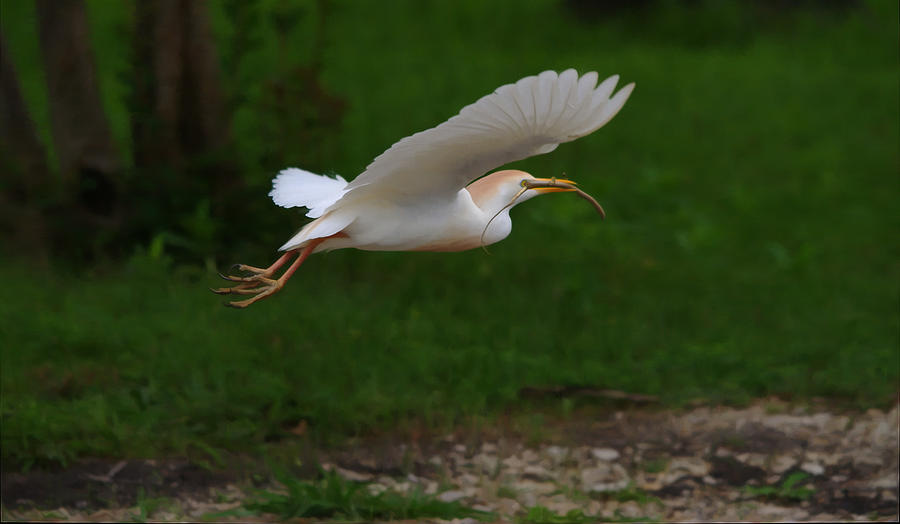 Cattle Egret In Flight With Nest Material - Digitalart Photograph
