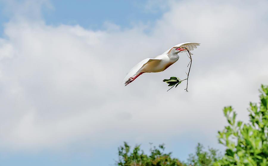 Cattle Egret In Flight With Nesting Material Photograph By John Tillard   Cattle Egret In Flight With Nesting Material John Tillard 