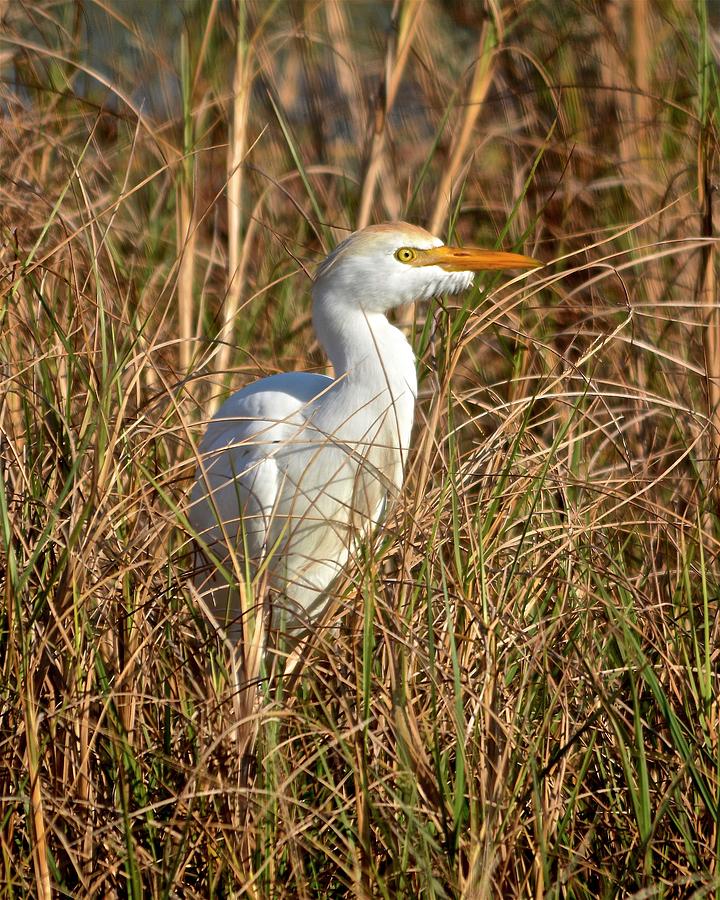 Cattle Egret in the Reeds Photograph by Carol Bradley