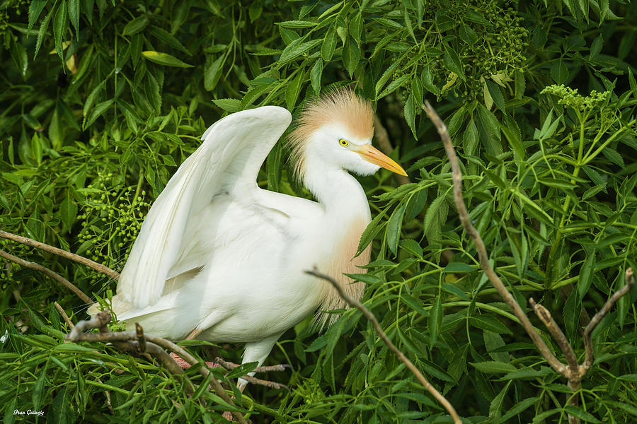 Cattle Egret in Woodland Photograph by Fran Gallogly