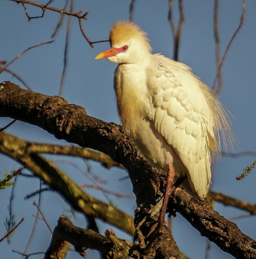 Cattle egret  Photograph by Jane Luxton