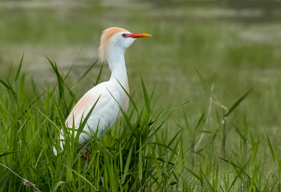 Nature Photograph - Cattle Egret by Jody Merritt