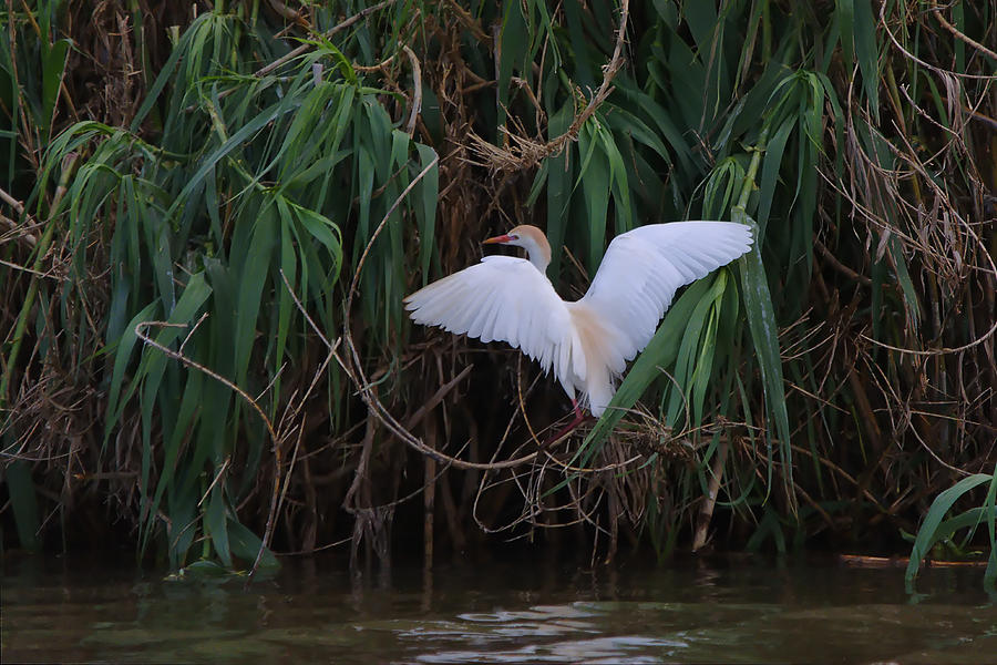 Cattle Egret Landing On The South Of The Island - Digitalart Photograph