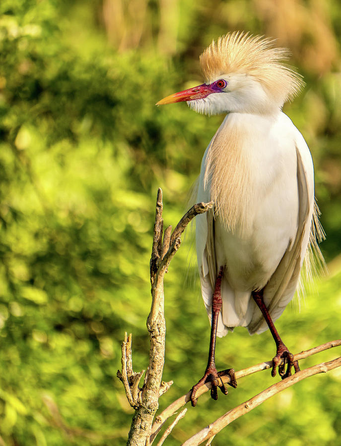 Cattle Egret lookout Photograph by Jane Luxton