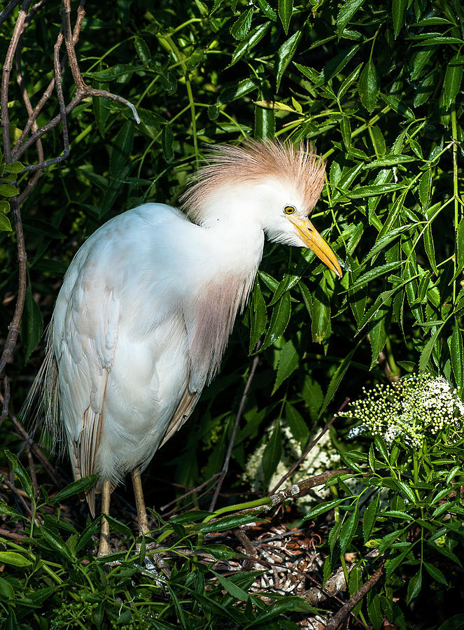 Cattle Egret Photograph - Cattle Egret by Norman Johnson Cattle Egret Photograph - Cattle Egret by Norman Johnson