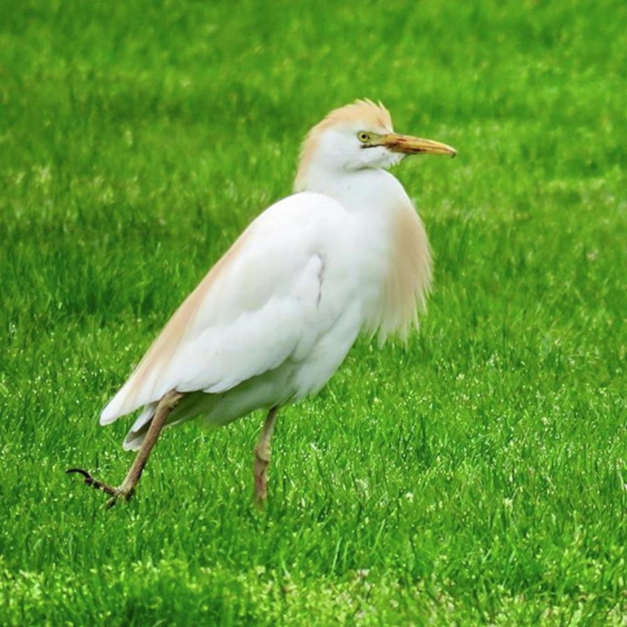 Cool Photograph - Cattle Egret, On Cape Cod, Lifer For by Amy Coomber Eberhardt