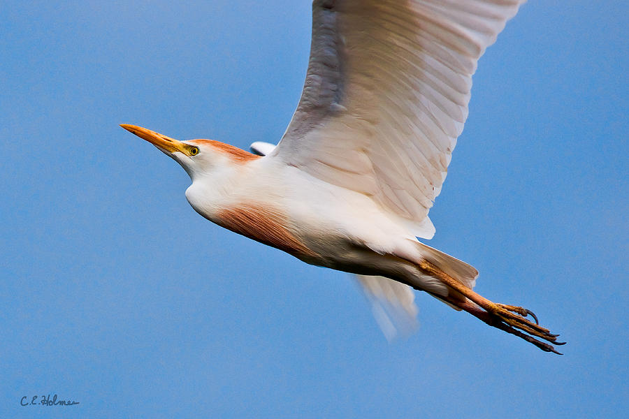 Cattle Egret On The Wing Photograph by Christopher Holmes