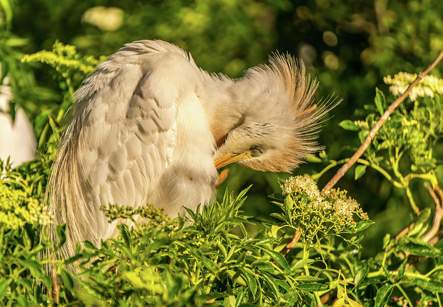 Cattle Egret preening Photograph by Jane Luxton