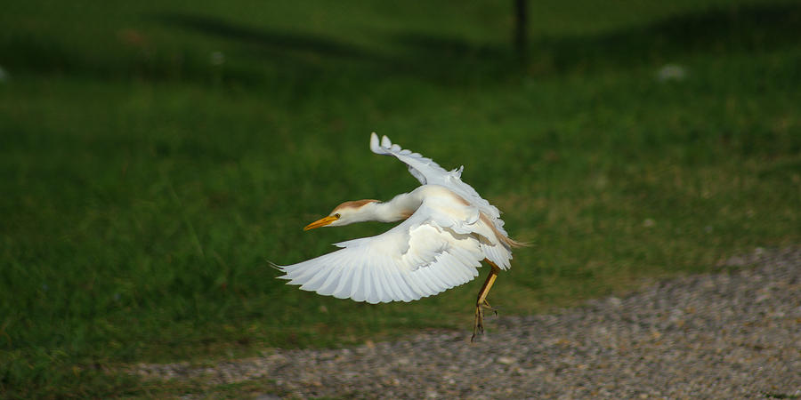 Heron Photograph - Cattle Egret Preparing To Land by Roy Williams