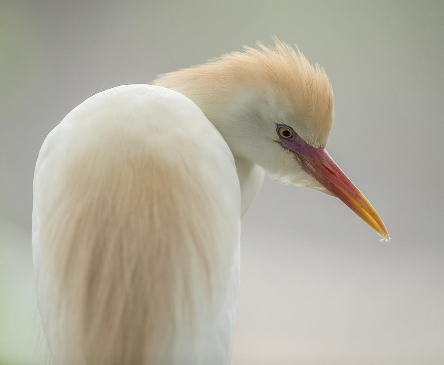 Cattle Egret Profile Photograph by William Bitman