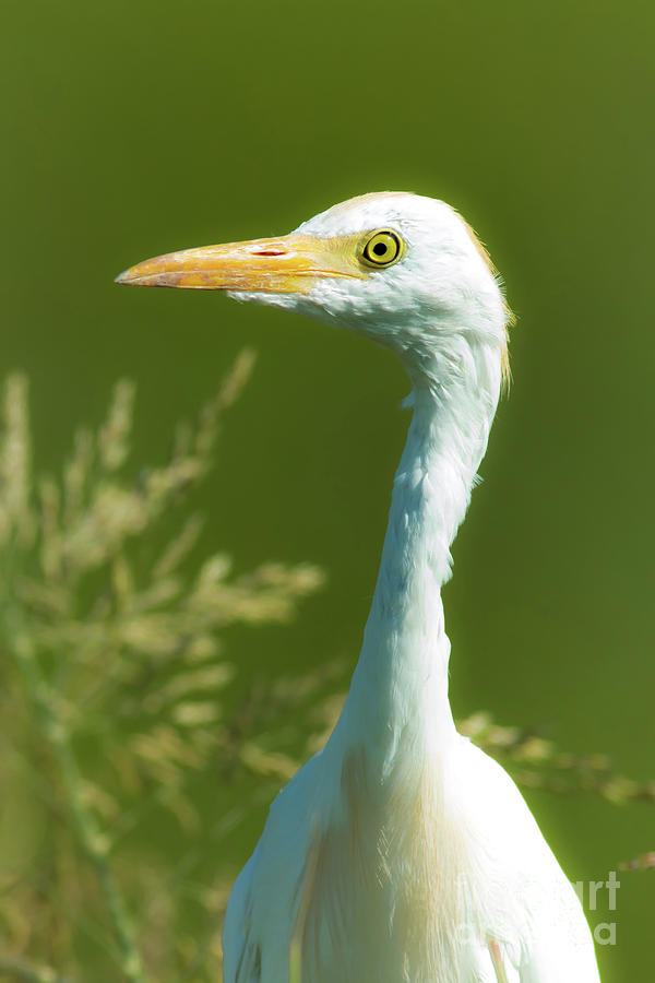 Cattle Egret Photograph