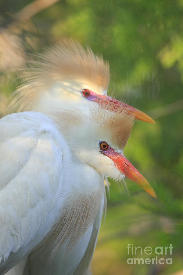 Cattle Egrets In Breeding Plumes Photograph by John F Tsumas