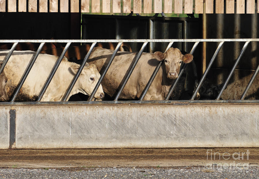 Cattle Feeding In A Barn Photograph
