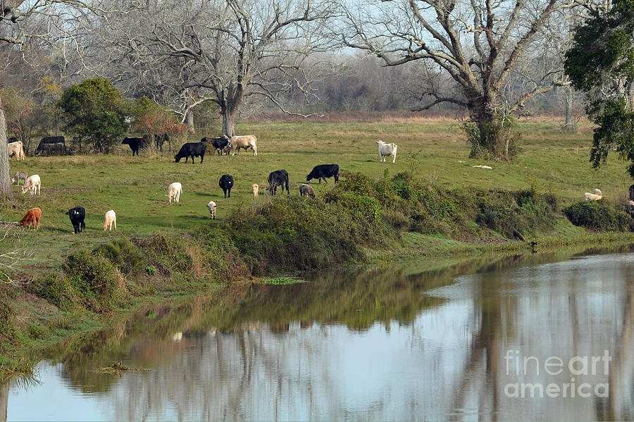 Cattle Grazing by Caney Creek Photograph by Jimmie Bartlett