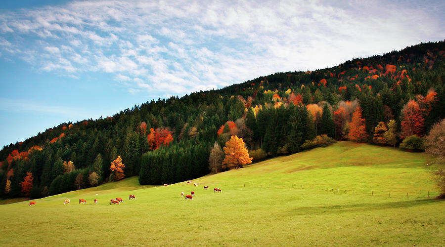 Cattle Grazing In Autumn Meadow Photograph by Mountain Dreams