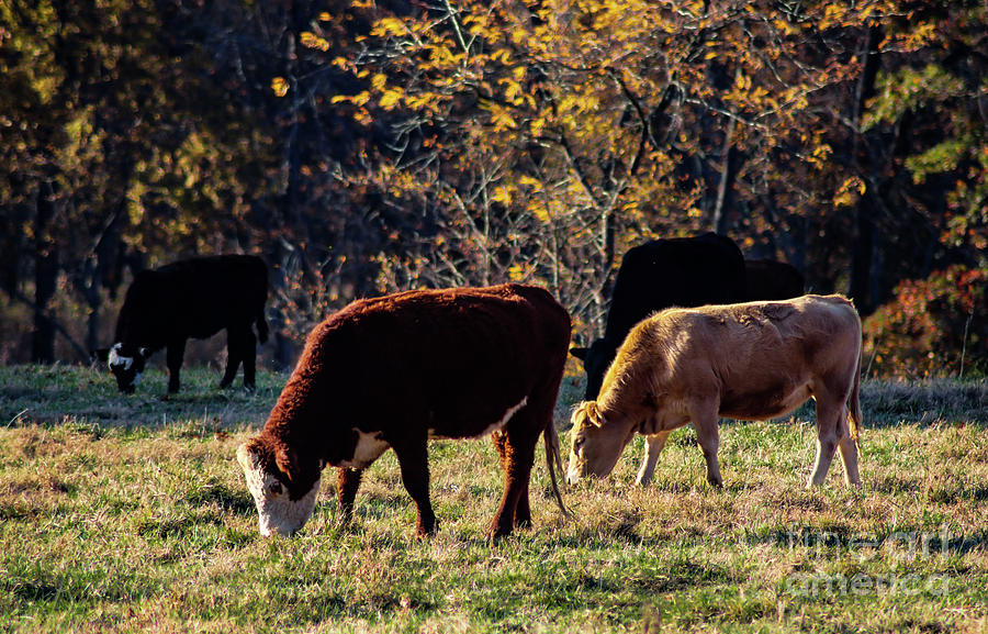 Cattle Grazing in Sunlight  Photograph by Susan Vineyard