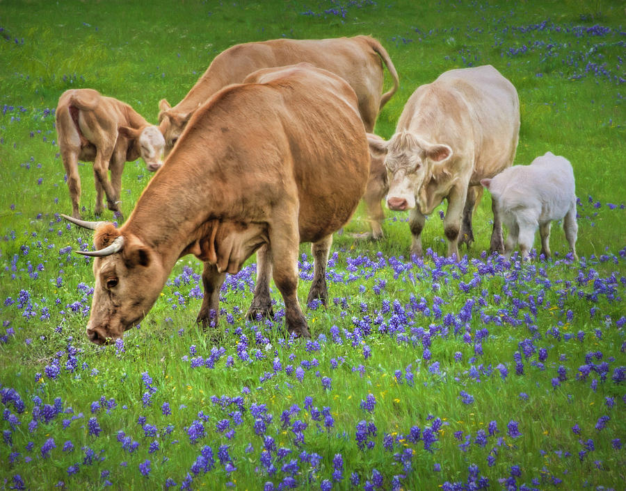 Cattle Grazing in the Texas Bluebonnets Photograph by David and Carol Kelly