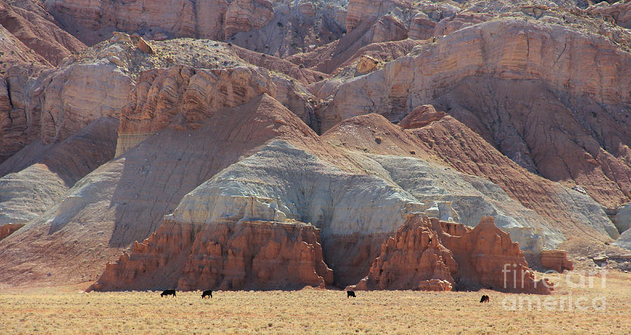 Cattle Grazing in Utah  3044 Photograph by Jack Schultz