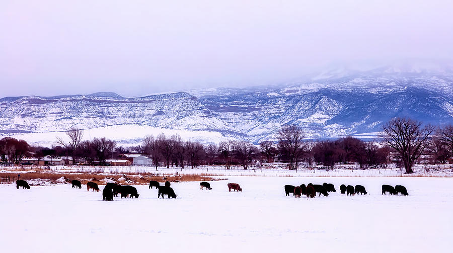 Cattle Grazing In Winter Photograph by Mountain Dreams