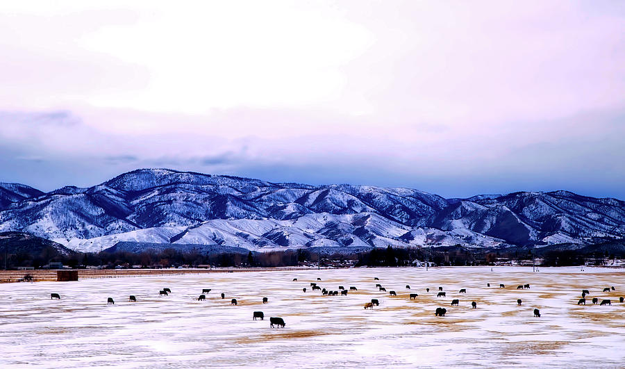 Cattle Grazing In Winter Valley - Fort Collins, Colorado Photograph by Mountain Dreams