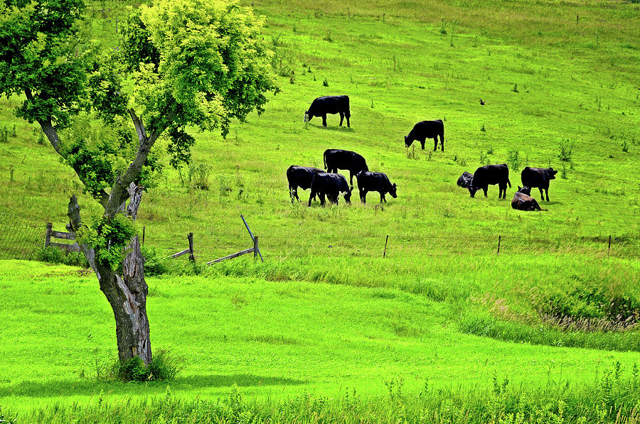 Cattle Grazing by Lyle Huisken Cattle Grazing by Lyle Huisken