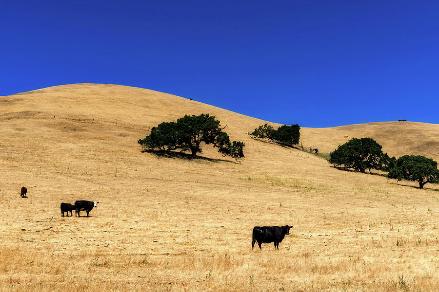 Cattle Grazing On California Hillside  Photograph by Mountain Dreams