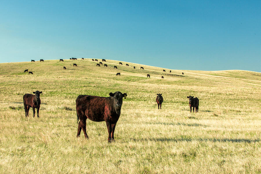Cow Photograph - Cattle Grazing on the Plains by Todd Klassy