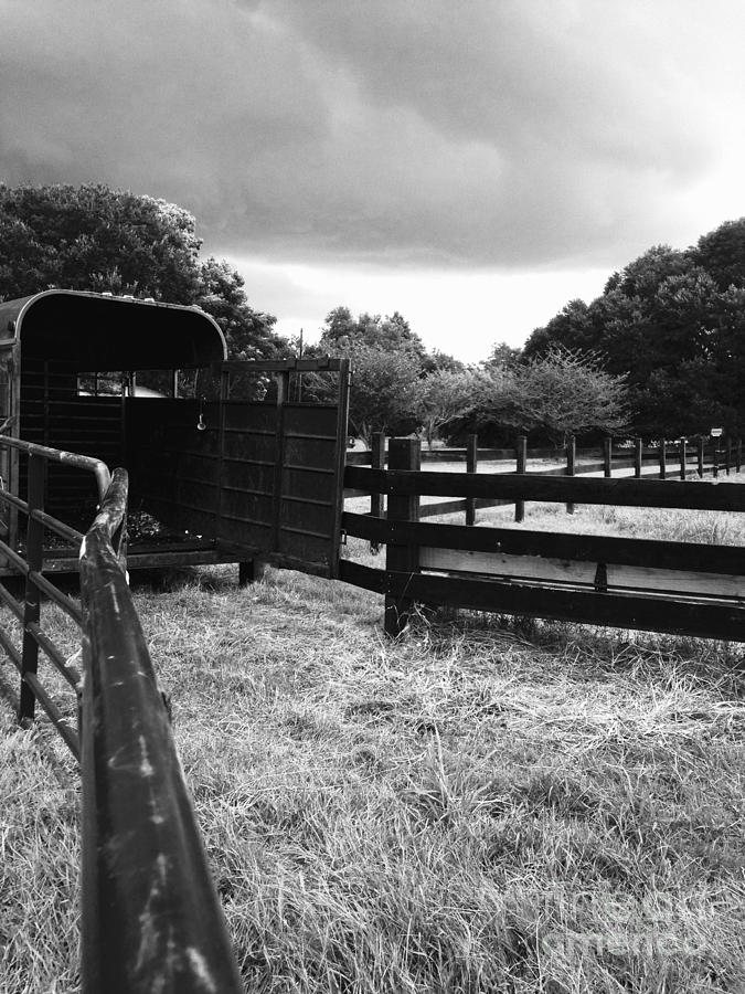 Cattle Hauling Country Photograph